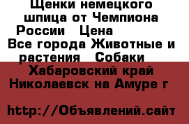 Щенки немецкого шпица от Чемпиона России › Цена ­ 50 000 - Все города Животные и растения » Собаки   . Хабаровский край,Николаевск-на-Амуре г.